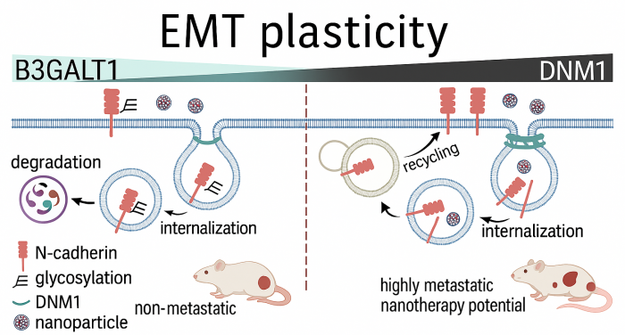 Figure 1. Diagram illustrating how DNM1 regulates EMT and metastasis. High levels of DNM1 enhance N-cadherin endocytic recycling, leading to increased metastasis and greater potential for nanotherapy. In contrast, elevated B3GALT1 levels reduce N-cadherin expression in non-metastatic tumors, which limits their metastatic ability. Image adapted from BioArt: https://mp.weixin.qq.com/s/Rh_s1z6fAMm1wnCBX9YPxA